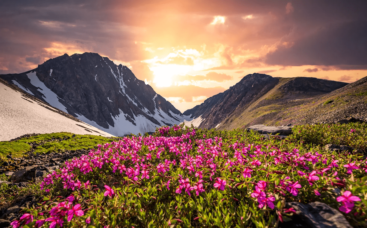 uttrakhand-valley-of-flowers-trek