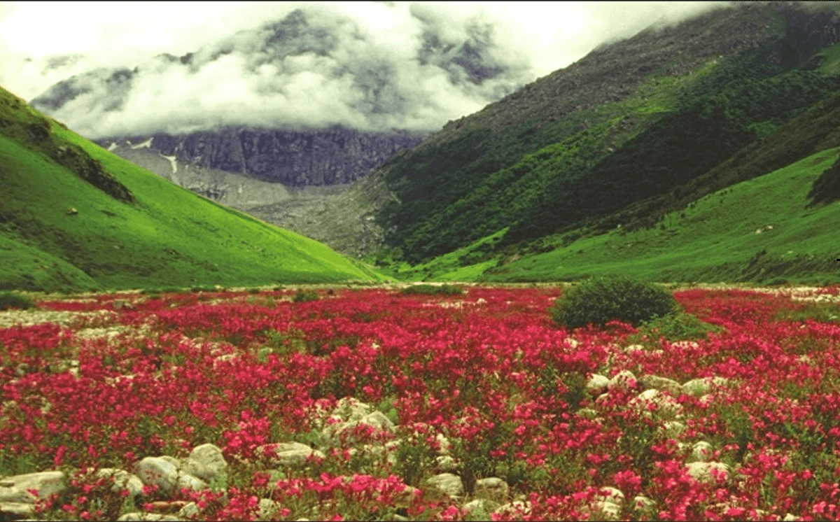 valley-of-flowers-2